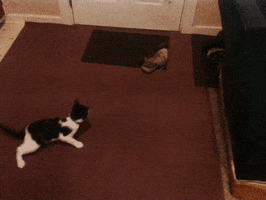 Mouse Chases Cat Gifs Get The Best Gif On Giphy