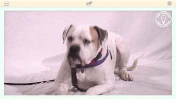 heavy petting dog GIF by Amy Poehler's Smart Girls