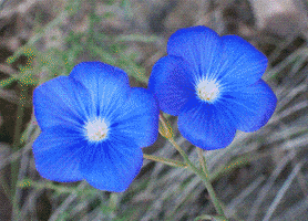 galantijc fleurs GIF