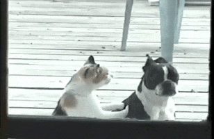 GIF by AFV Pets
