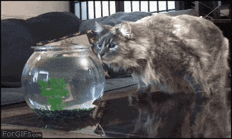 louis cat shark GIF