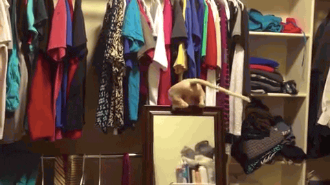 Cat Fall GIF by AFV Epic Fails - Find & Share on GIPHY
