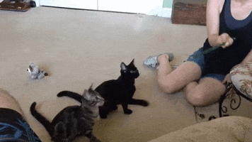 cats GIF by AFV Pets