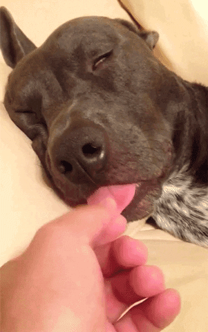 Funny-dog-videos GIFs - Get the best GIF on GIPHY