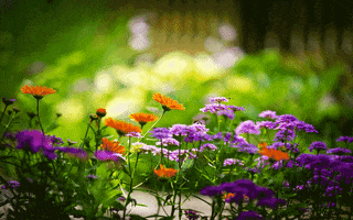 thanhlam  GIF