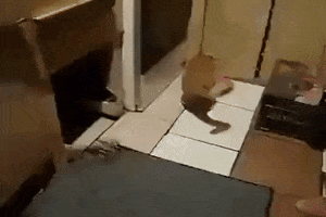overlook  GIF