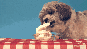 ice cream dog GIF by Mashable