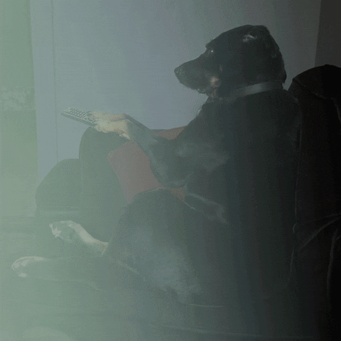 stevedesignsnyc dog tv watching GIF