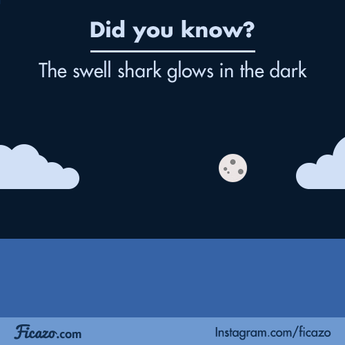 Digital art gif. It's nighttime and a shark slowly peeks out of the water. It dives back down and reappears with a smile and is now glowing and green. Text, "Did you know? The swell shark glows in the dark."
