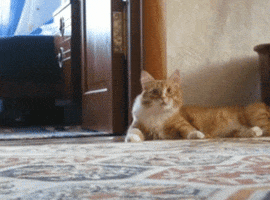 thejester  GIF
