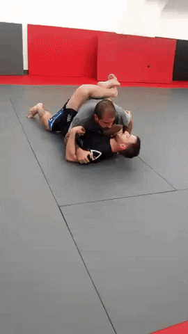bash jiujitsu dash conte no gi GIF