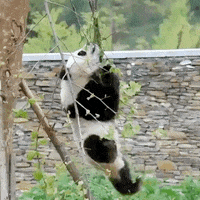 Panda Falling GIF