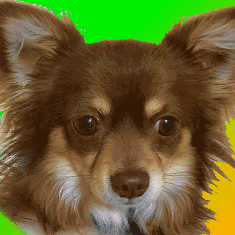 asor dioni gangsta del amor cugui GIF