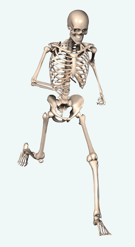 GifsdaFisio fisioterapia sistema musculo esqueletico GIF