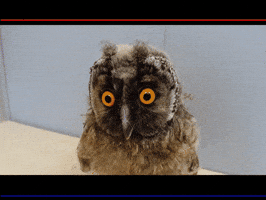 center digisoft payline marketing GIF