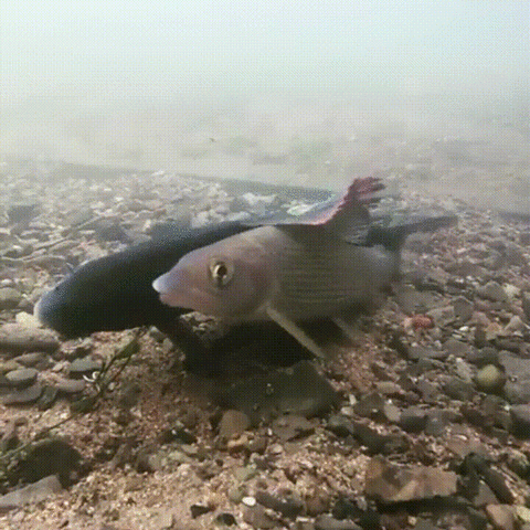 ymhhcm5ldhqxodi1qgdtywlslmnvbq  GIF