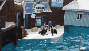 black-ab  GIF