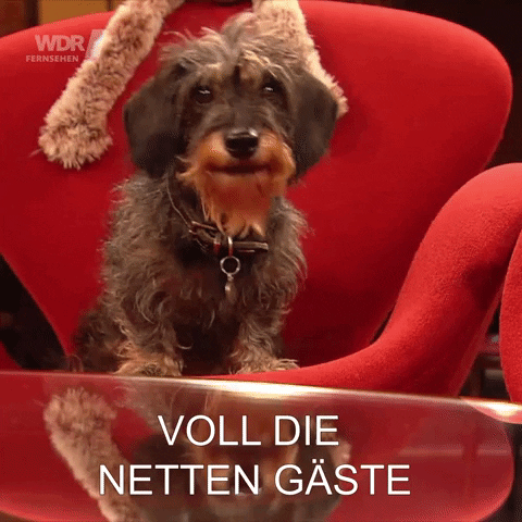 Dog Guest GIF by Koelner_Treff