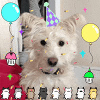 Dog Birthday Gifs Get The Best Gif On Giphy Dog Birthday Gifs Get The Best Gif On Giphy