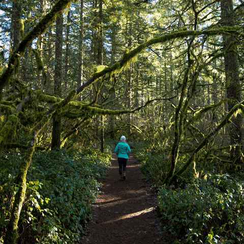 Silver Falls State Park GIFs - Get the best GIF on GIPHY