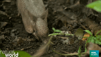 natural world smell GIF by BBC Earth