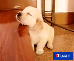 lager  GIF