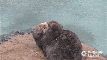sea otter kiss GIF by Monterey Bay Aquarium