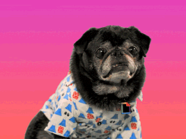 Video gif. Starry-eyed black pug wears a shirt patterned with blue vials, sunglasses, and red blotches, and a GIPHY charm hangs from his neck. He grins widely, showing off his pink tongue. The backdrop has a vibrant magenta to coral pink gradient.