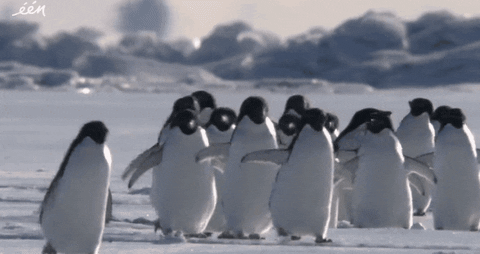 Monday Penguin GIF by vrt - Find & Share on GIPHY