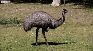 bbc two bird GIF by BBC