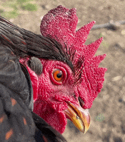 Chicken Blink GIF by Roman Roads Media