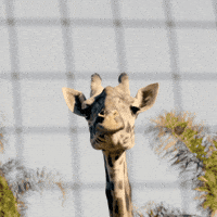 Download Giraffe Running Gifs Get The Best Gif On Giphy