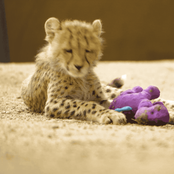 baby animals play GIF by San Diego Zoo