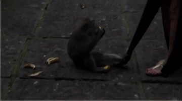 Monkey GIF