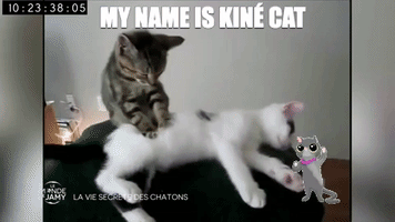 Animated GIF