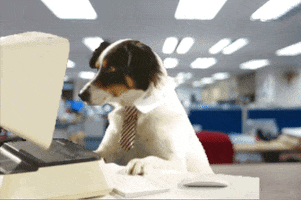 Dog Office GIF by Barnaby