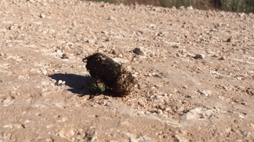 stevenlesliejohnson oklahoma kansas high hopes dung beetle GIF