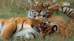 Tiger Savage Kingdom GIF by Nat Geo Wild - Find & Share on GIPHY