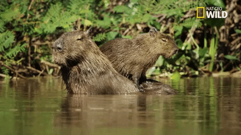 Capybaras GIFs - Get the best GIF on GIPHY