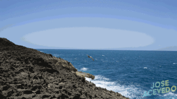 JoseMakesGifs beach puerto rico pelican GIF