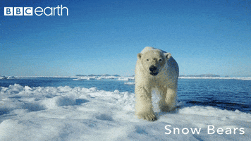 polar bear snow GIF by BBC Earth