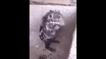 shower rat GIF by TRULY SOCIAL