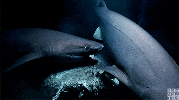 blue planet shark GIF by BBC America