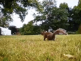 Bake Off Squirrel GIF