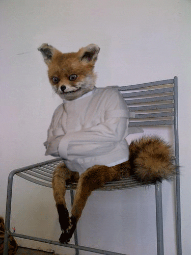 Photo gif. A taxidermy fox is dressed in a strait-jacket and sitting on a chair. The photo has been edited to make them look as if they're shaking back and forth, imitating a person who's gone mad.