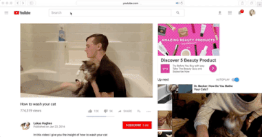 Youtube Cats GIF