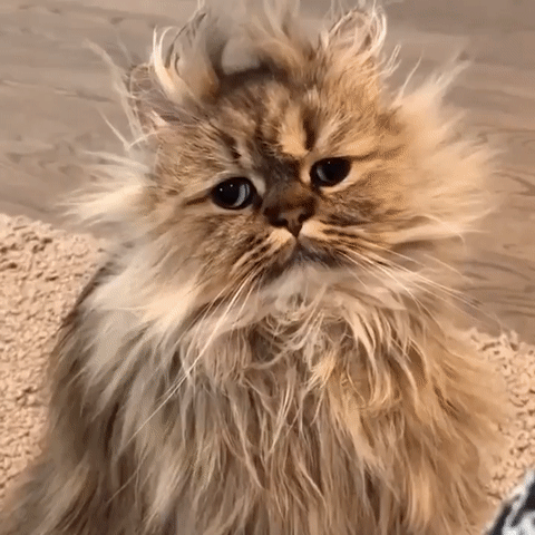 Fun GIF