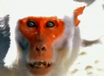 Yelling Monkey GIFs - Get the best GIF on GIPHY