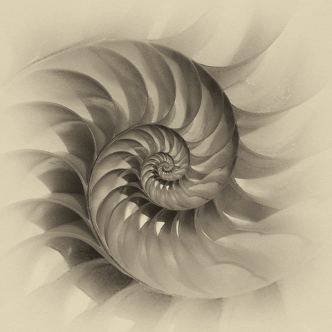 fibonacci Spiral