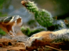 Got You Snake GIF by Foo Fighters